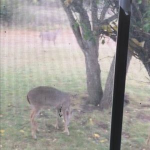 Meet your Posher, Norma